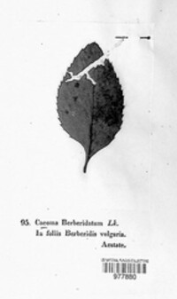 Caeoma berberidatum image